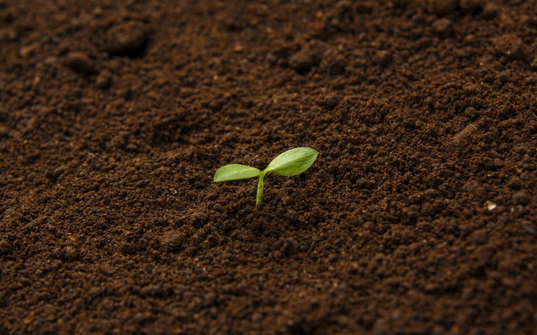 -土壌改良をする前の基礎知識- 植物の成長に欠かせない3大栄養素の特徴！ これらが不足すると食物はどうなる？